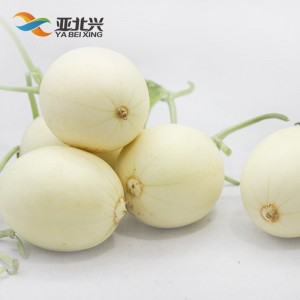 广东亚北 香瓜 5kg/箱装